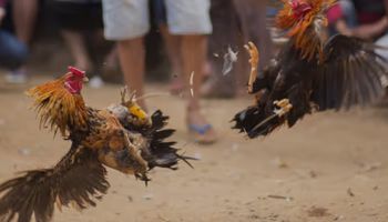 ความนิยมไก่ชนในเอเชียตะวันออก