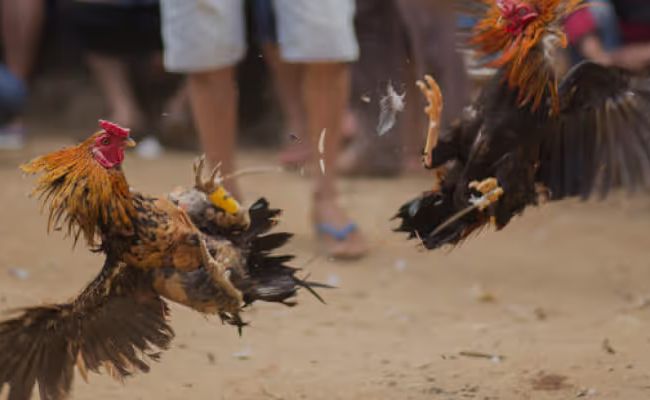 ความนิยมไก่ชนในเอเชียตะวันออก